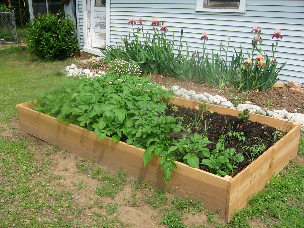 raised bed garden.jpg